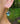 Clover leaf Labradorite granulated bezel Earrings - Alesia 